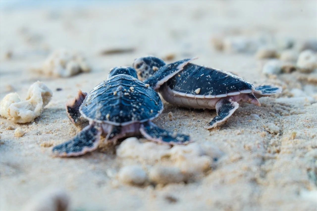 Studiu: Populațiile rare de țestoase marine se refac în întreaga lume.