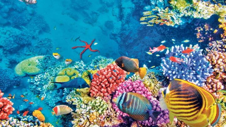 Proiectul uluitor care ar putea salva Marea Barieră de Corali din Australia. 