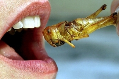 Dacă acum ceva timp aluziile la insectele folosite în alimentația oamenilor erau ceva scandalos, în prezent această tendință nu mai miră pe nimeni. Dimpotrivă.