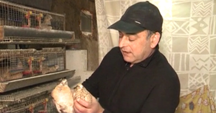Учитель музыки из Кагульского района занимается разведением перепелов.