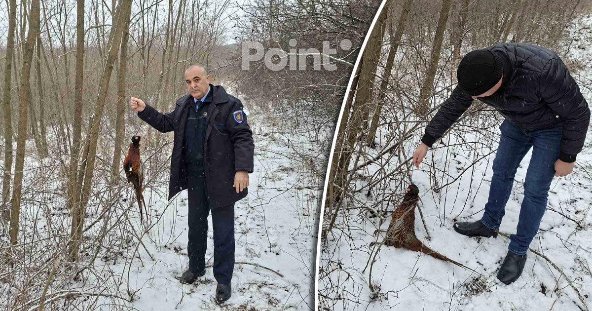 Фазан в петле и серия ловушек: в Теленештском районе поймали браконьеров.