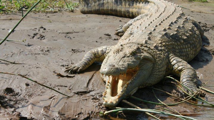 Crocodili şi pitoni vânduţi prin intermediul reţelelor de socializare