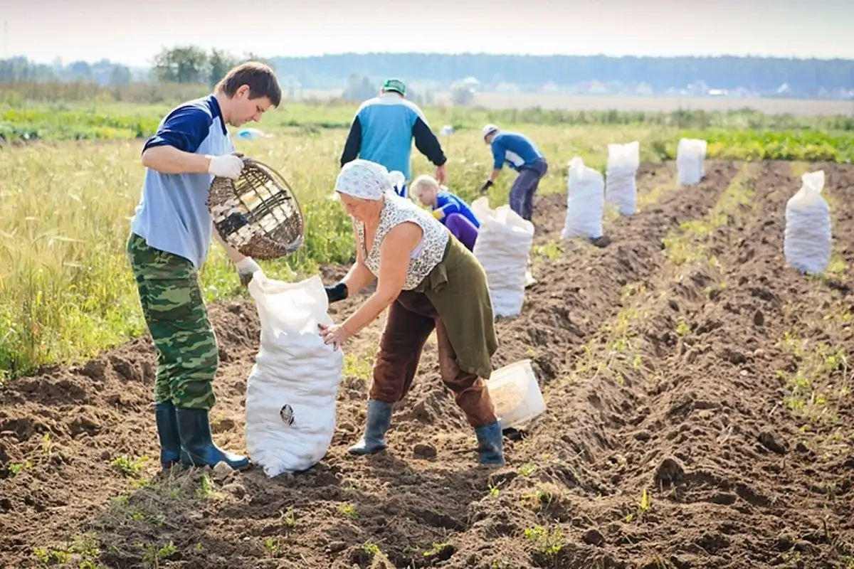 В Молдове налог на доход крестьянских хозяйств вырастет до 12%.