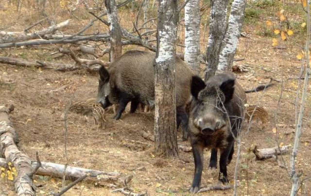 Botoșani, alertă de pestă porcină. Primele cazuri în Moldova