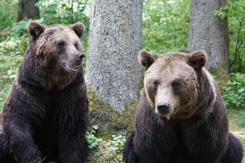 В Румынии расплодились медведи.