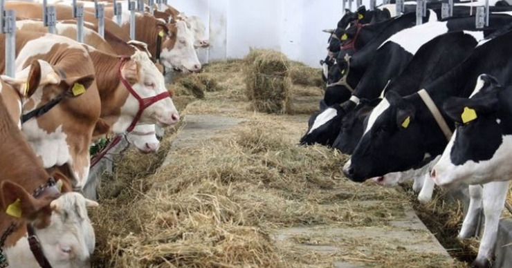 Животноводы бьют тревогу: Мы не можем конкурировать с импортной продукцией.