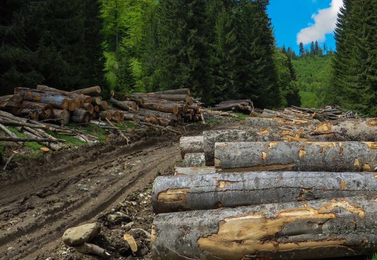 Ţara care nu mai acceptă tăierea nici măcăr a unui copac. Foto: infocs.ro