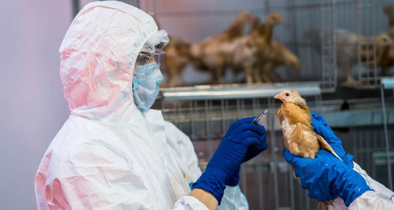 Germania a înregistrat în 2025 cea mai mare epidemie de gripă aviară din ultimii trei ani.
