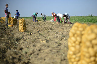 Zeci de producători agricoli au primit autorizaţie pentru a vinde fructe, legume şi miere de albine în Capitală. Foto: zf.ro