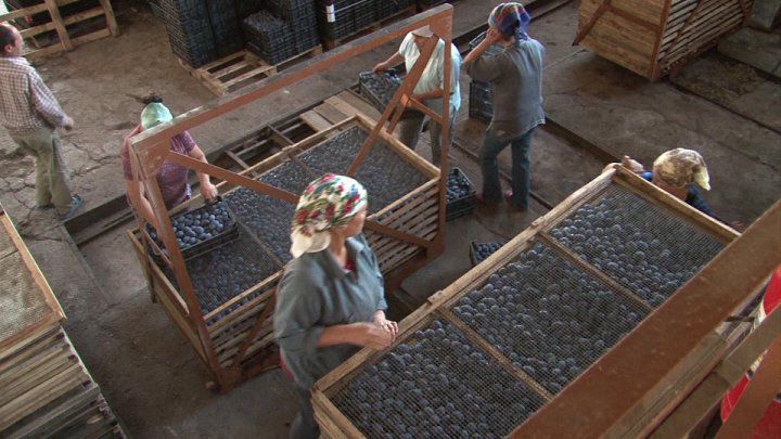 Afacerea unui moldovean: A dus fructe uscate din Orhei în Europa