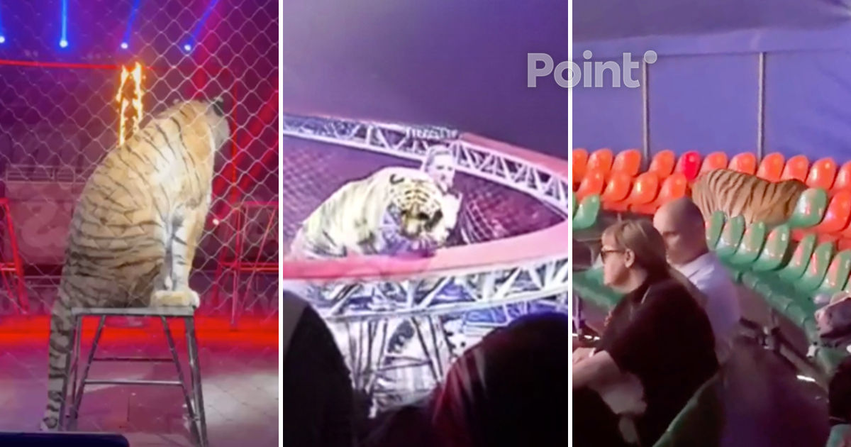 Тигр выпрыгнул в зрительный зал цирка во время шоу в России.