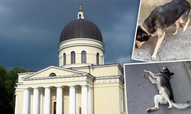 Митрополия о поступке священника, мучившего собаку: Мы сожалеем.