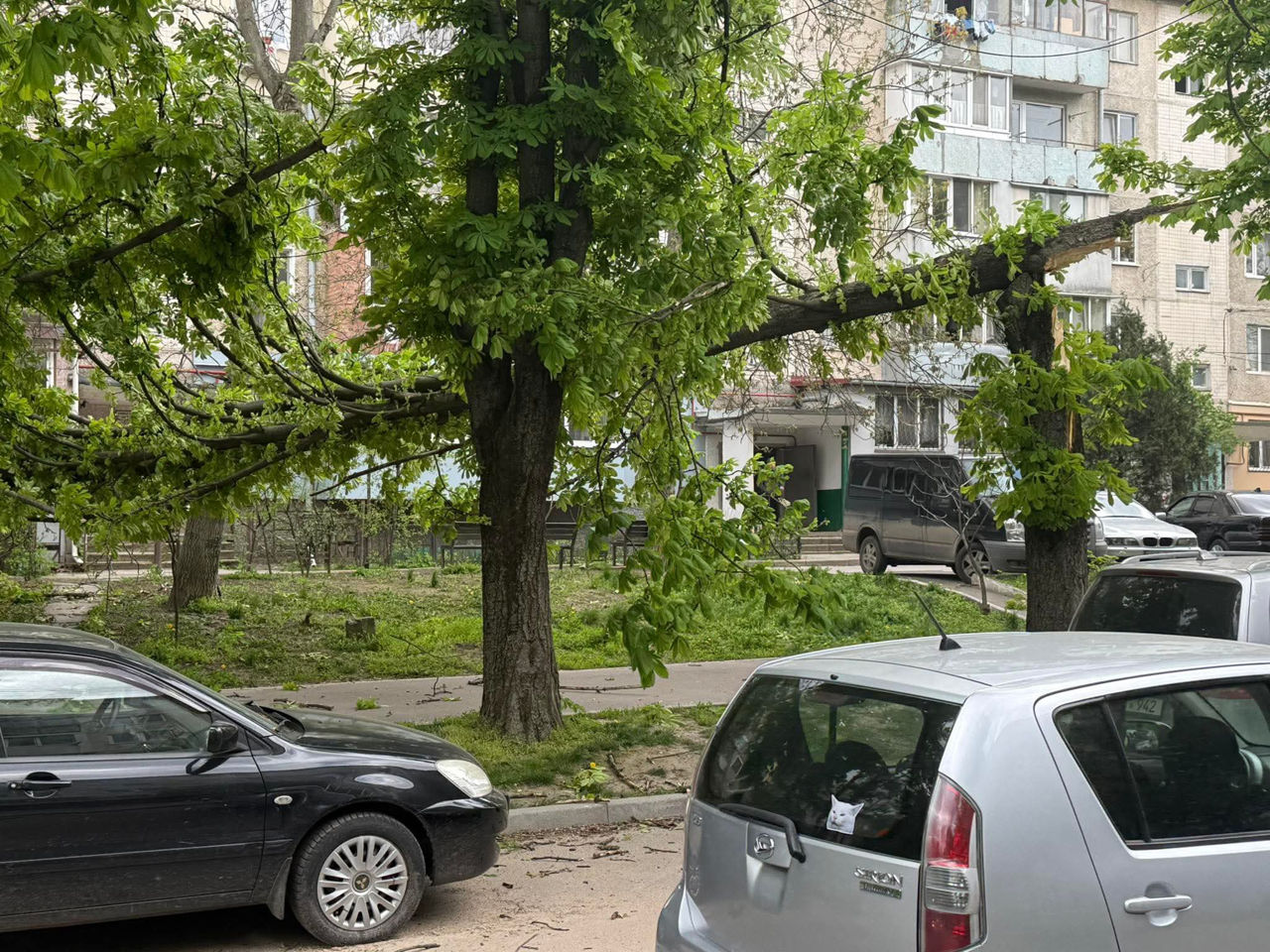 В Бельцах сильный ветер повалил деревья.