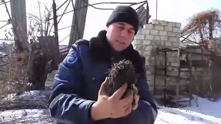 К моменту прибытия спасателей животное пробыло в яме порядка 27 часов. 