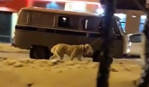 В России полицейские выгуливали собаку из машины.