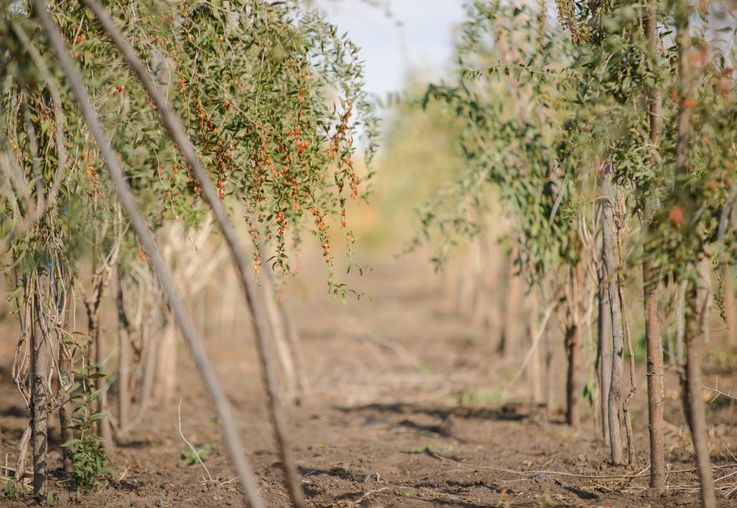 O antreprenoare din Ungheni cultivă un fruct miraculos