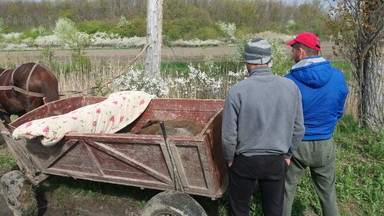 Doi tineri prinși cu un mistreț vânat ilegal