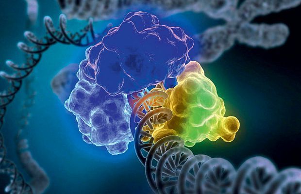 Медики планируют с помощью CRISPR "выключить" ген PD-1 в T-клетках — части иммунной системы, способной обеспечить защиту от раковых клеток.