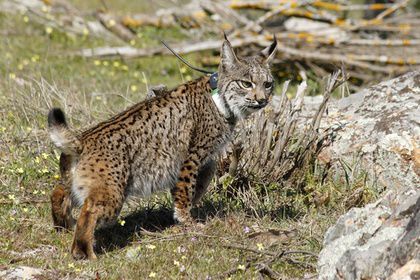 Пиренейские рыси (Lynx pardinus) — это вид кошачьих, которым больше всего угрожает вымирание. Фото: Iberian Lynx Ex-situ Conservation Program