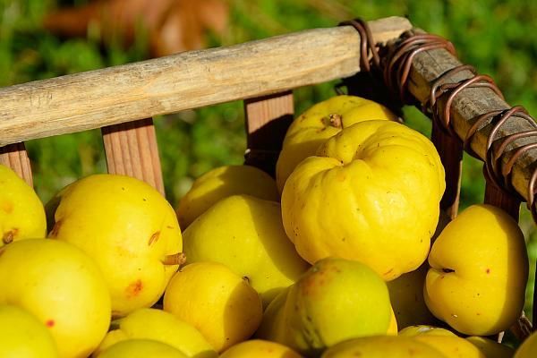 Agricultorii moldoveni diversifică tot mai mult exporturile de produse vegetale.