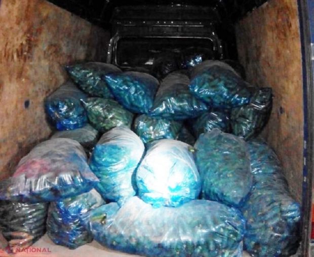 Ofițerii echipelor mobile au depistat 50 de saci a câte 30 kg fiecare cu castraveți. Foto: ziarulnational.md