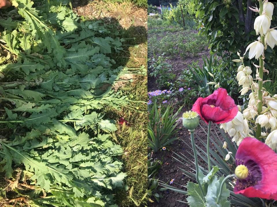 Жительница села Бардар в огороде выращивала наркосодержащие растения.
