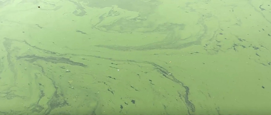Зазеленело озеро в кишинёвском парке "Валя Морилор".