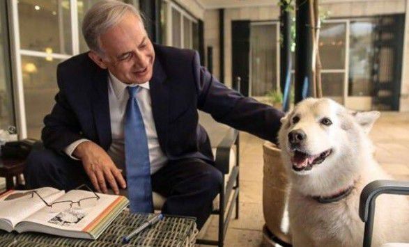 Câinele adoptat recent de prim-ministrul israelian, Benjamin Netanyahu, și-a intrat în rol mușcând doi vizitatori.