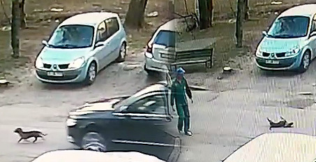 В Молдове разыскивают водителя, который наехал на собаку и скрылся.