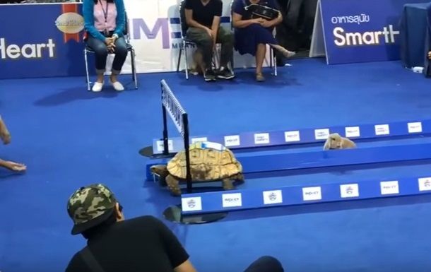 В Таиланде черепаха выиграла забег у кролика.