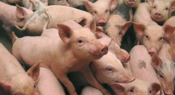 Pesta porcină africană este o boală virală a porcinelor domestice şi sălbatice, cu evoluţie rapidă şi mortalitate de 100% pentru porcii care se îmbolnăvesc.
