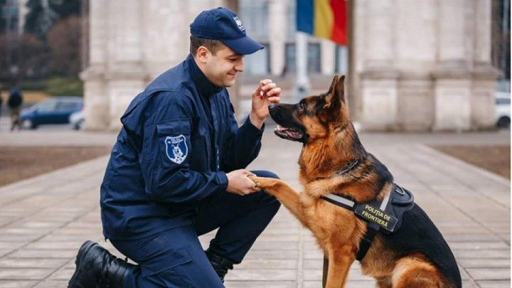 Овчарка по кличке Фарадей, служившая в Пограничной полиции Молдовы, признана самой красивой собакой в мире. 