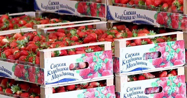 Фермеры Молдовы собирают последний урожай клубники. 