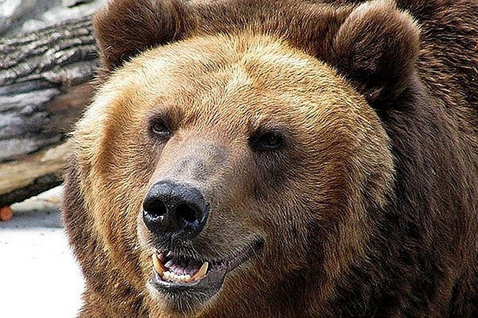 Нападение медведей на американцев попало на видео.