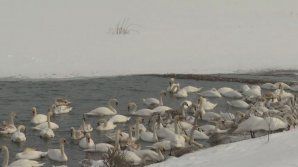 Priveliște uimitoare: Lebede ce iernează pe un lac din Cernăuţi