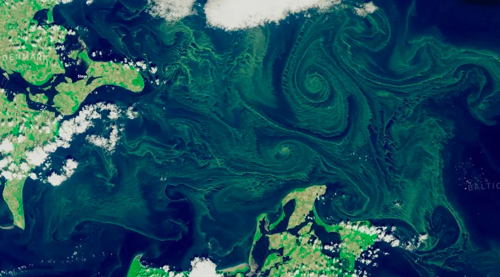 В Балтийском море из-за аномальной жары распространились ядовитые сине-зеленые водоросли.