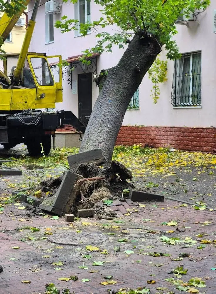 Un copac a căzut pe acoperișul unui bloc de locuit din Capitală