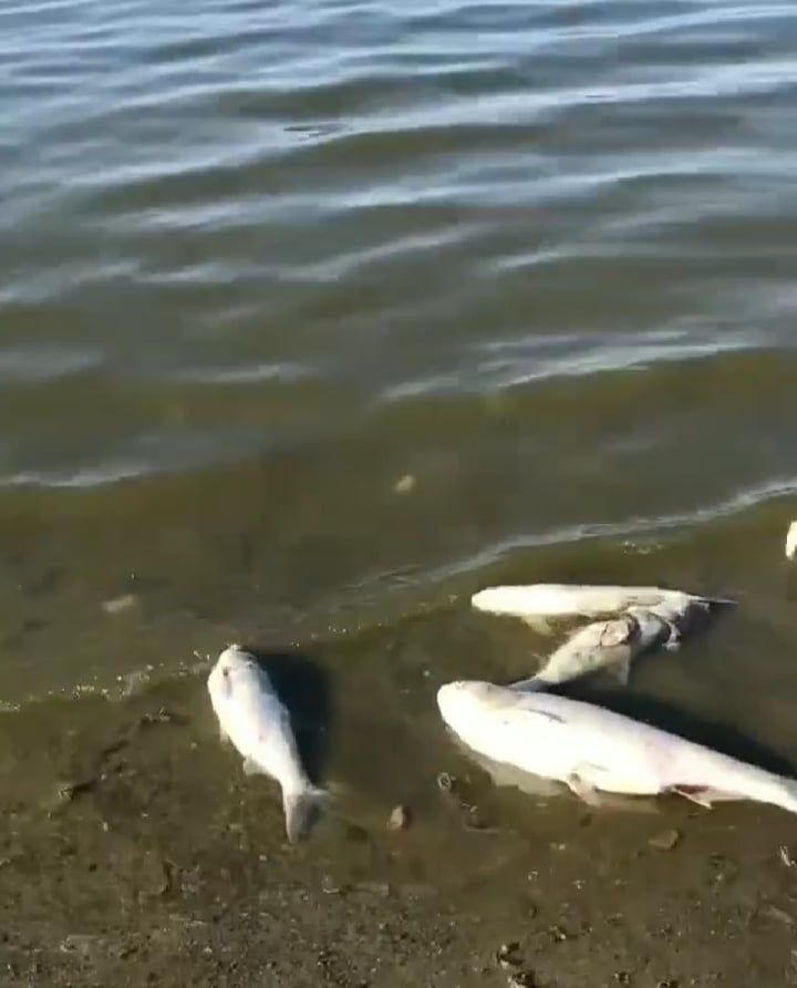 Мэр Комрата о массовой гибели рыбы в озере: Низкий уровень воды и жара