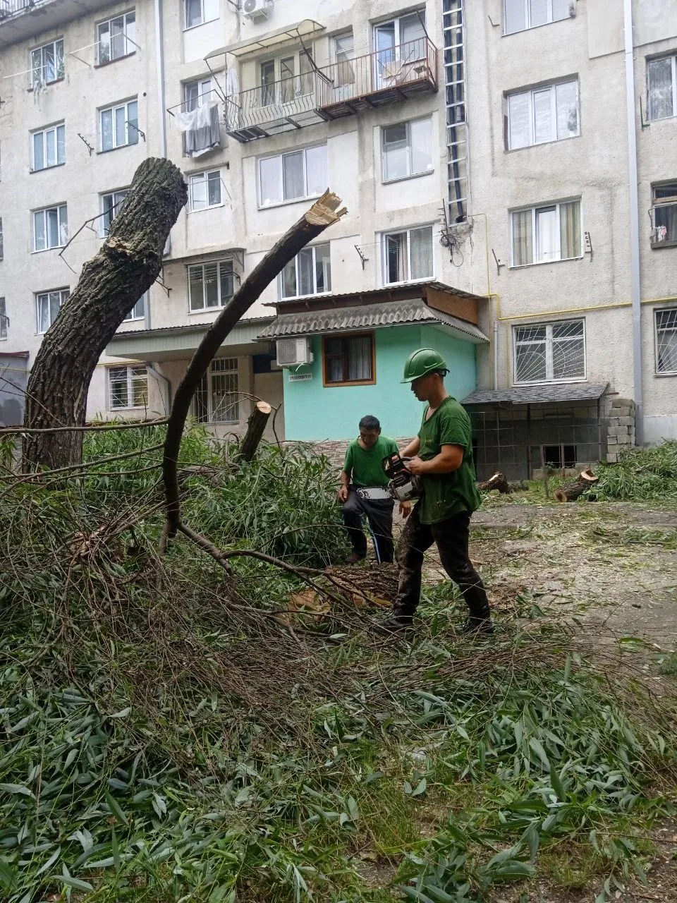 Муниципальные службы активизируют проверку деревьев в столице