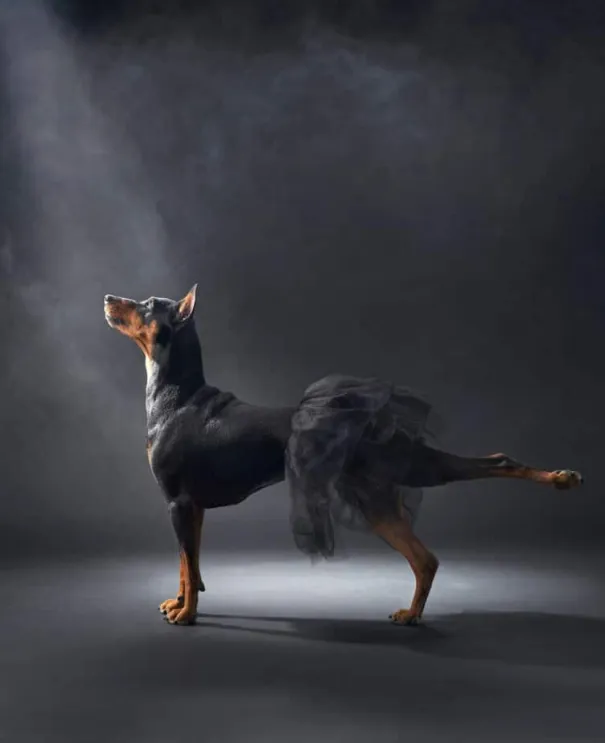 Названы победители премии Dog Photography Awards 2023