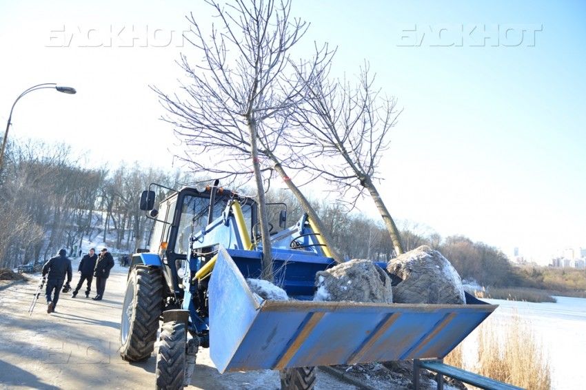 В Долине роз вместо спиленных деревьев высадили новые