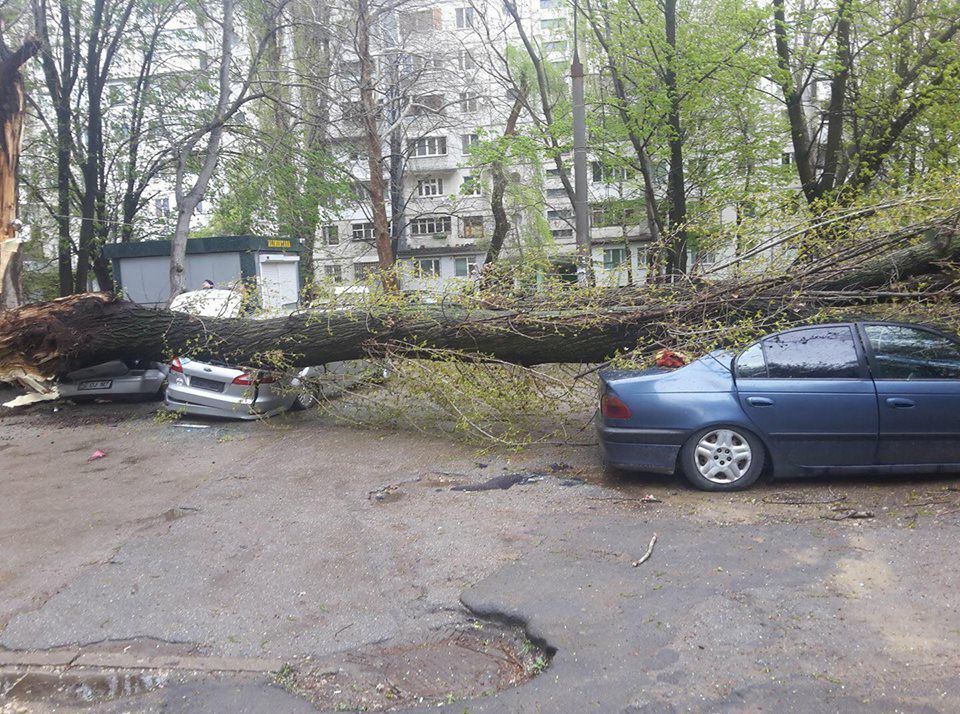 На Ботанике дерево упало на три припаркованные  машины