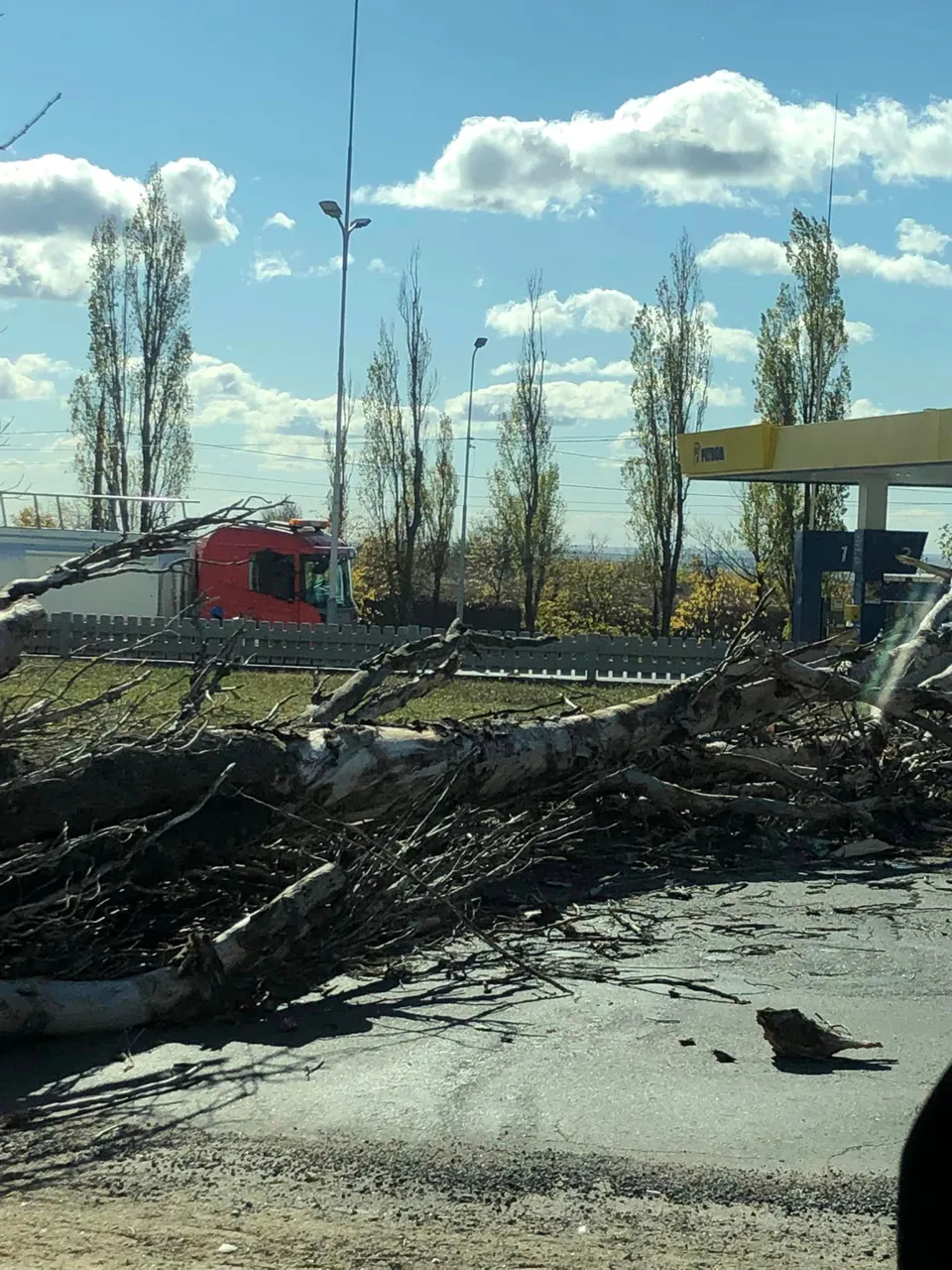 В Кишиневе на дорогу упало дерево