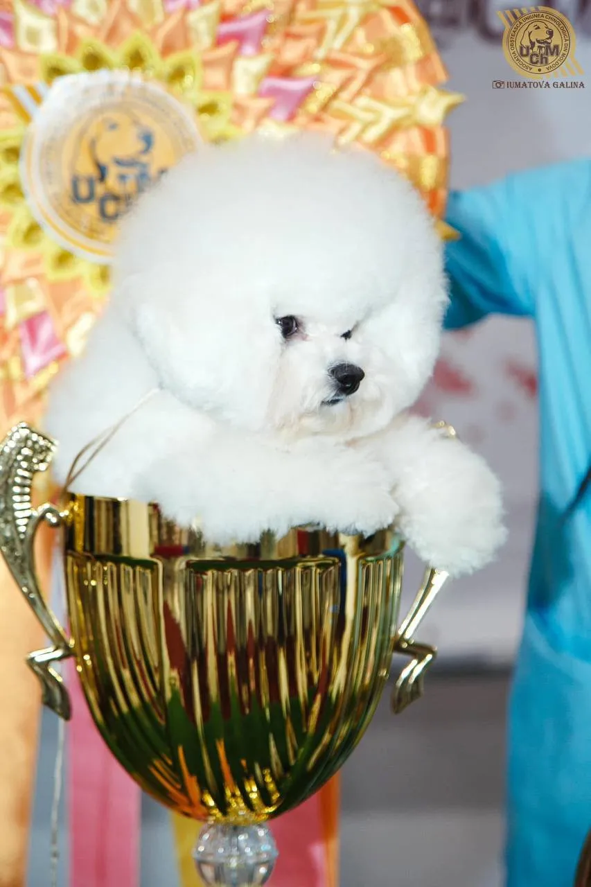 Moldexpo: Приглашаем всех любителей собак на Dog Show 2025 года