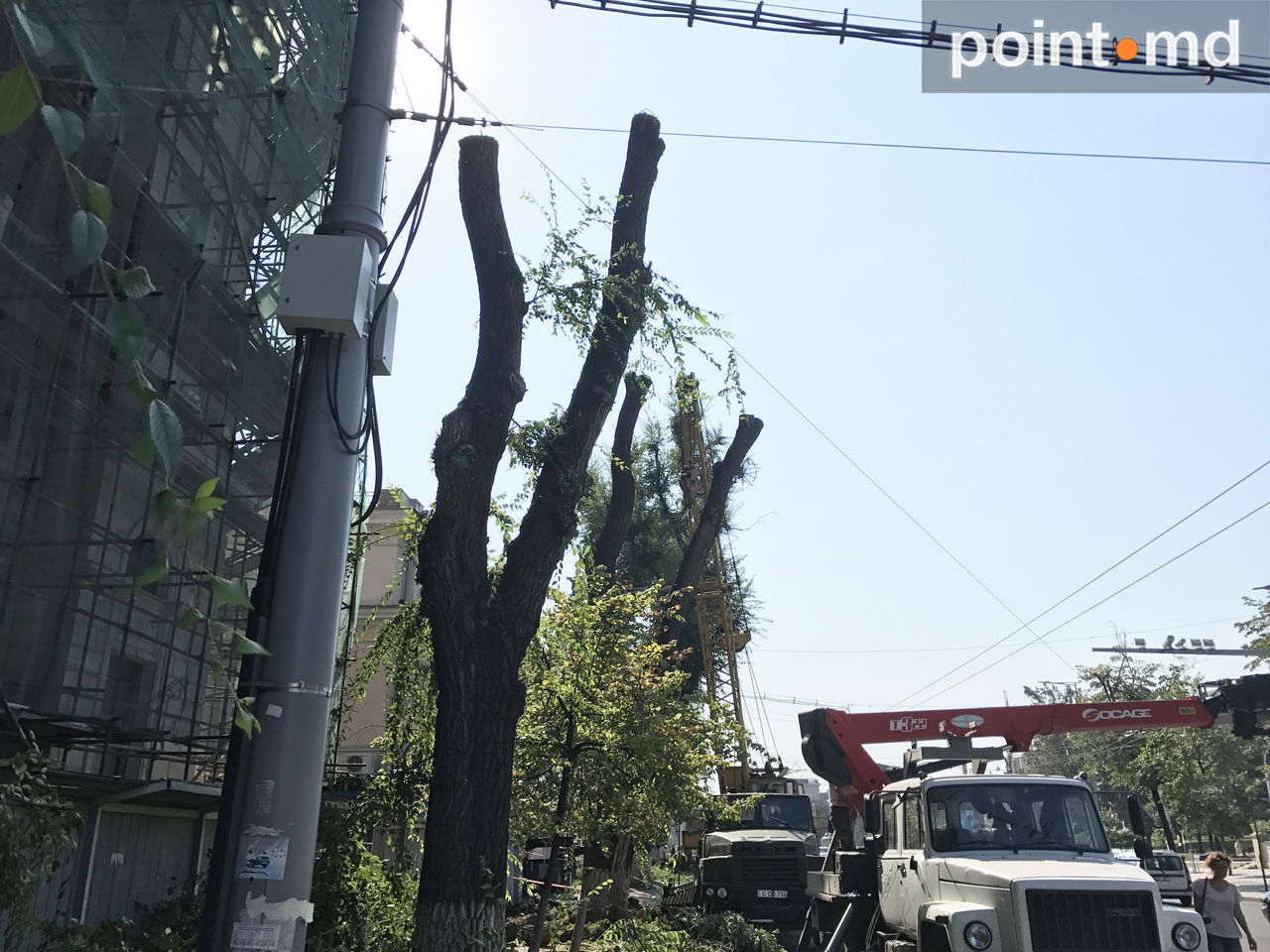 Cum sunt tăiaţi arborii de pe bulevardul Ştefan ce Mare şi Sfânt