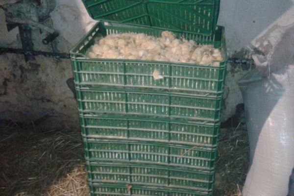 Во время непогоды на одной из птицефабрик погибло 16,5 тысяч цыплят и протухли 30 тысяч яиц