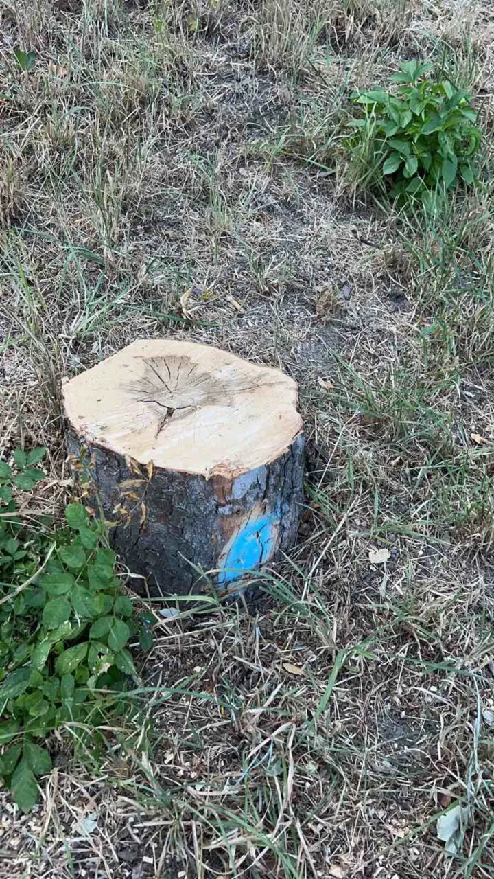 В парке Валя Морилор вырубили деревья: "Зеленое хозяйство" пояснило причину