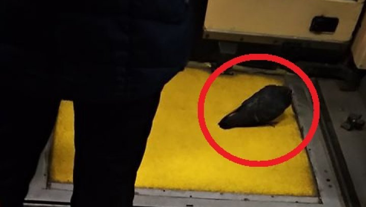 В столичном троллейбусе засняли необычного пассажира