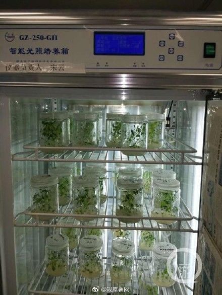 Китай собирается разводить на Луне картофель и насекомых