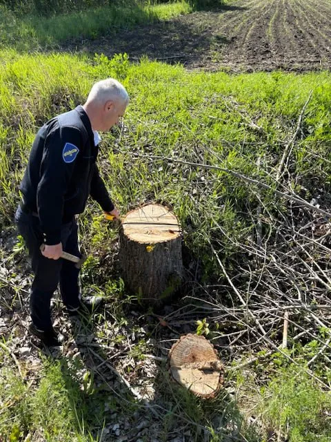 Zeci de copaci, tăiați ilegal în raionul Călărași